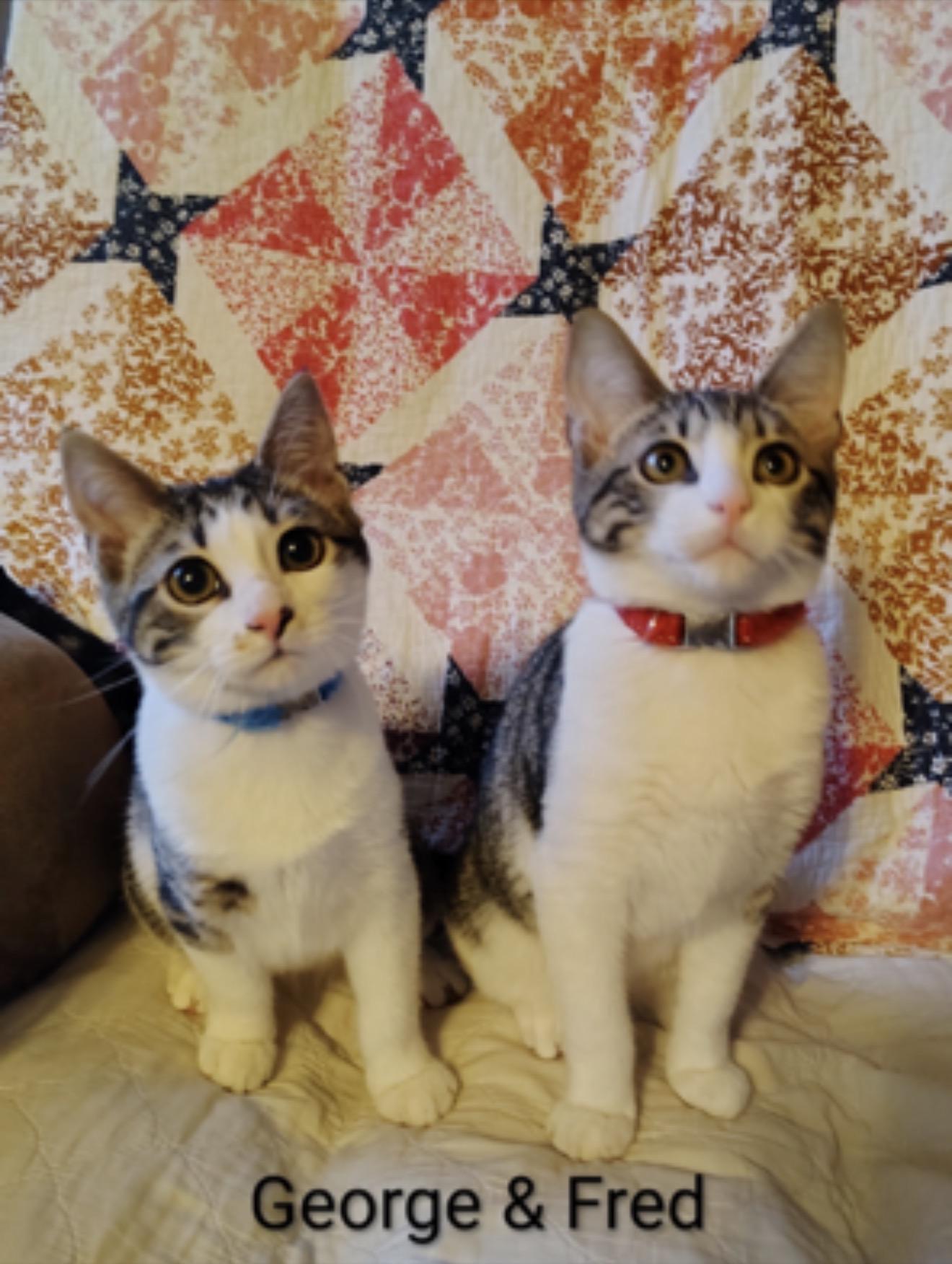 Fred & George , adopted, Kitten Male Domestic Short Hair.