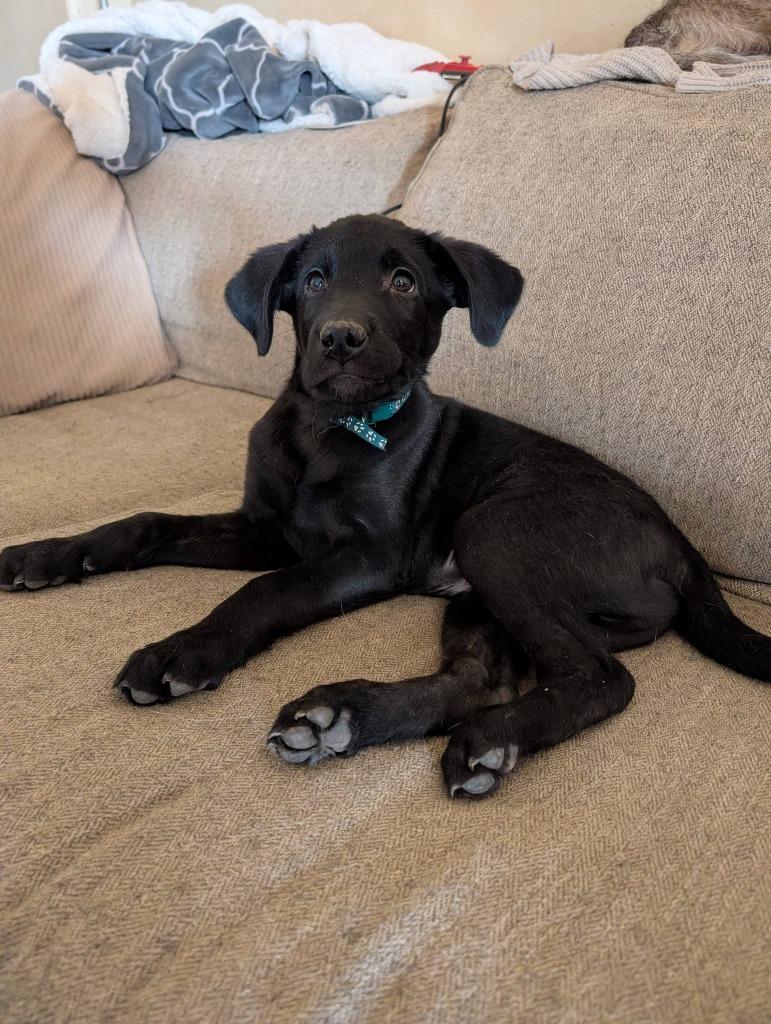 Zack, Adoptable, Puppy Male Mixed Breed.