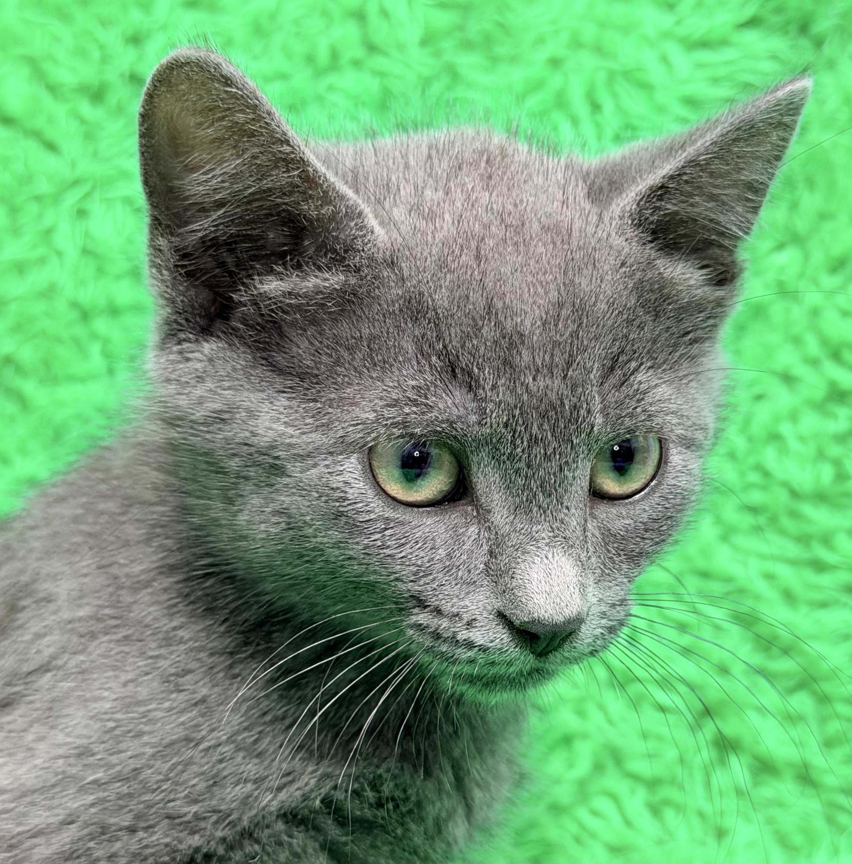 Bluey, ADOPTABLE, Kitten Male Chartreux.