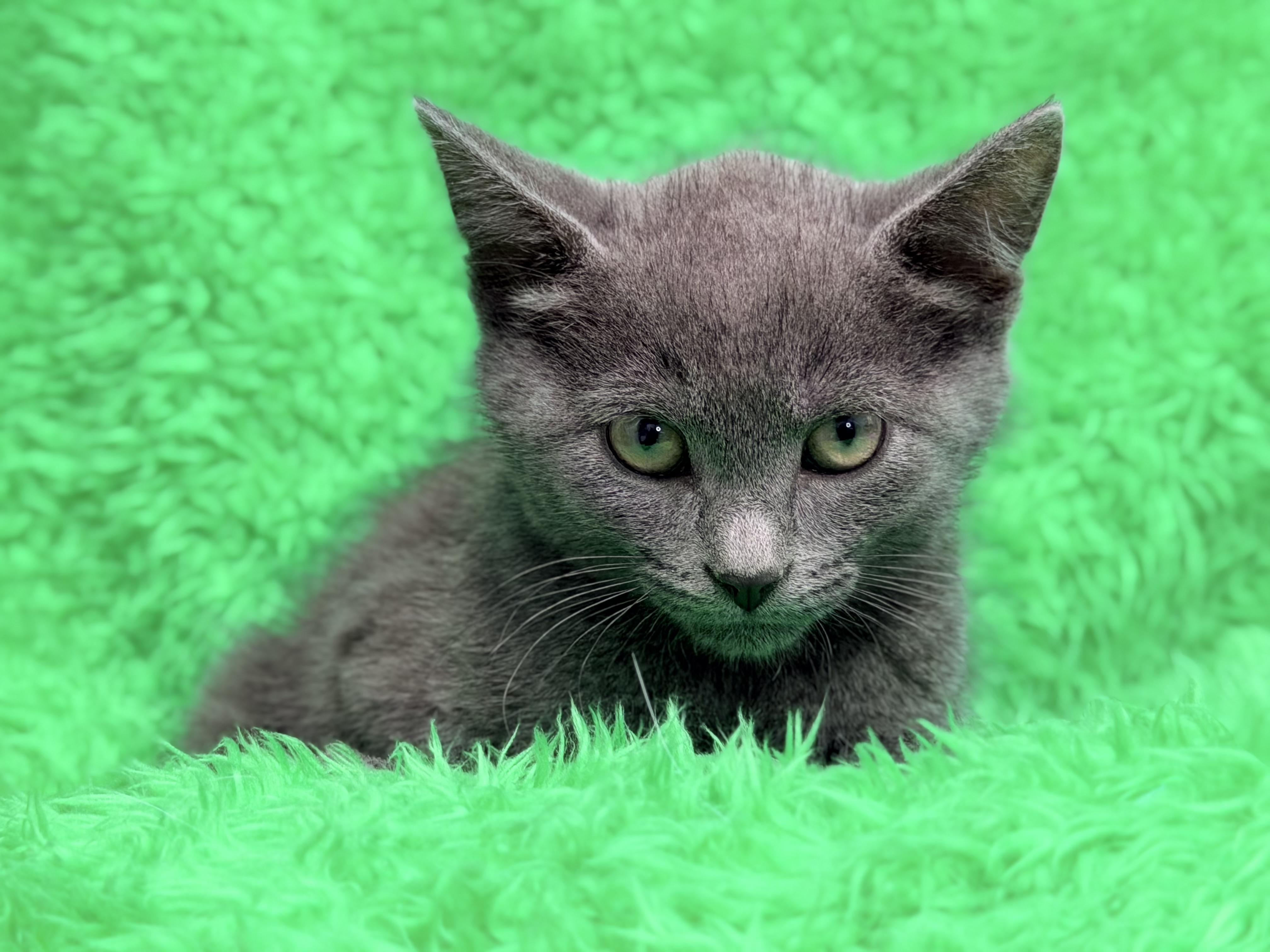 Bluey, a ADOPTABLE Chartreux in Horseshoe Bend, AR image 2/2