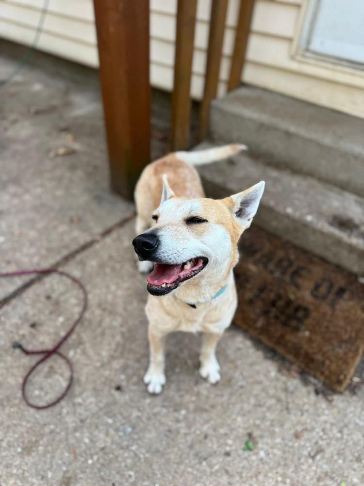 Vinnie Vinaigrette Fiona, Adoptable, Adult Female Carolina Dog & Mixed Breed.