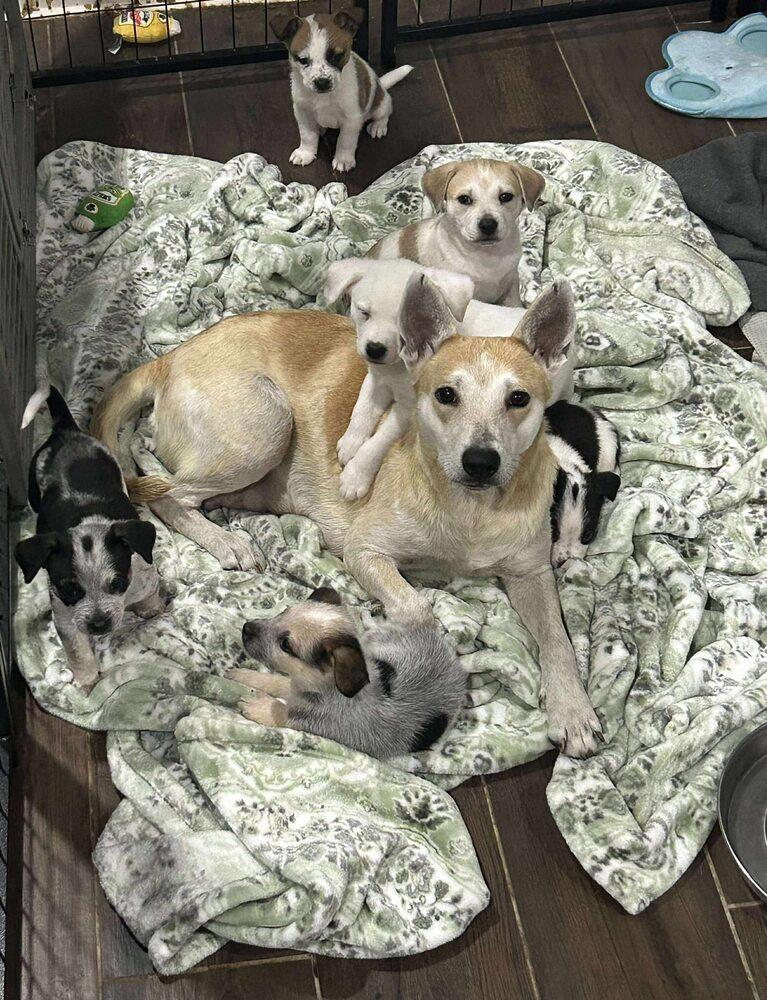 Vinaigrette Fiona, Adoptable, Adult Female Carolina Dog & Mixed Breed.