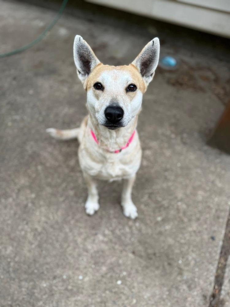 Vinnie Vinaigrette Fiona, a Adoptable mixed breed in Saugus, MA image 4/6