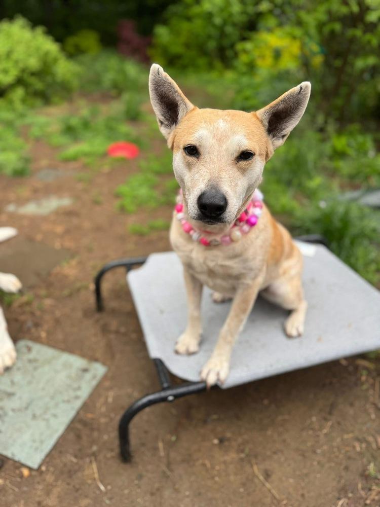 Vinnie Vinaigrette Fiona, a Adoptable mixed breed in Saugus, MA image 5/6