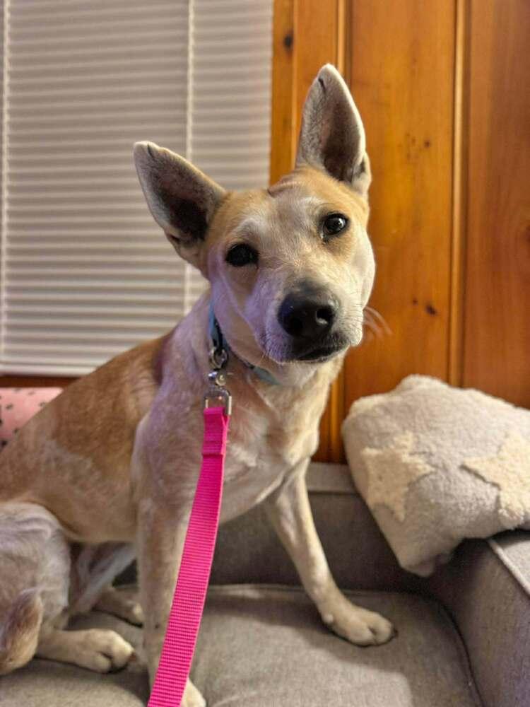 Vinaigrette Fiona, a Adoptable mixed breed in Saugus, MA image 2/4