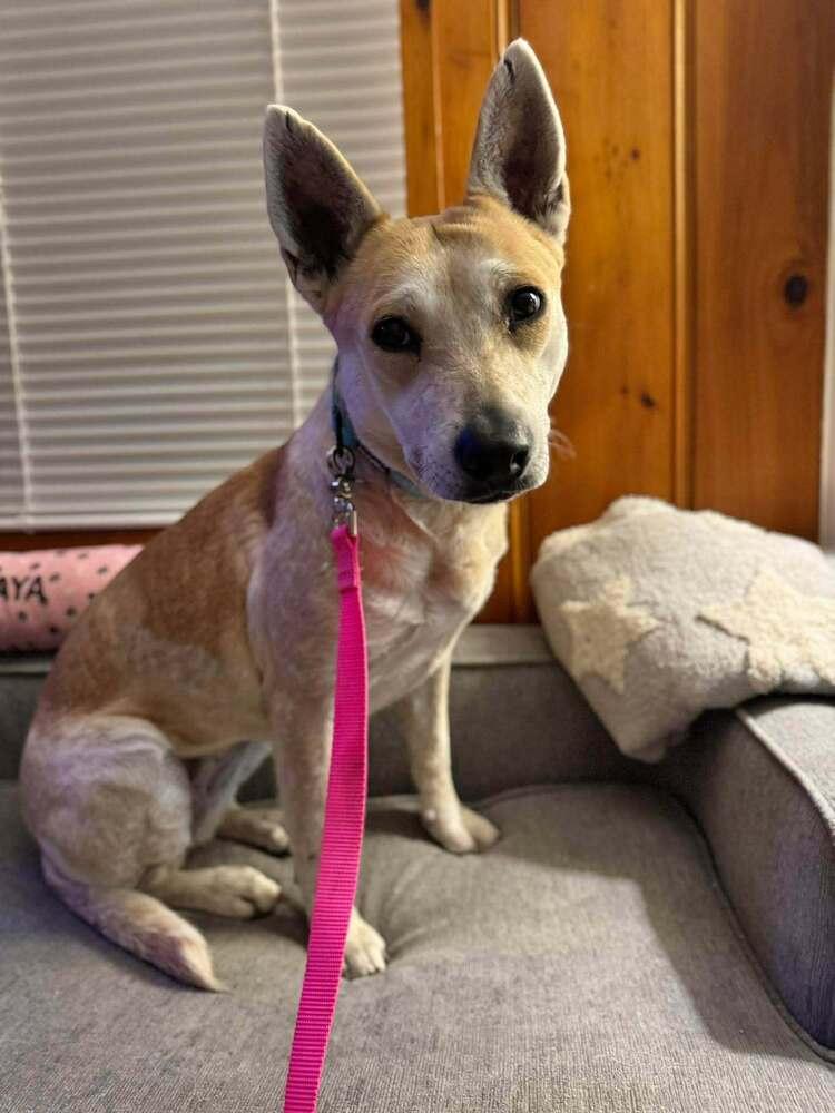 Vinaigrette Fiona, a Adoptable mixed breed in Saugus, MA image 3/4