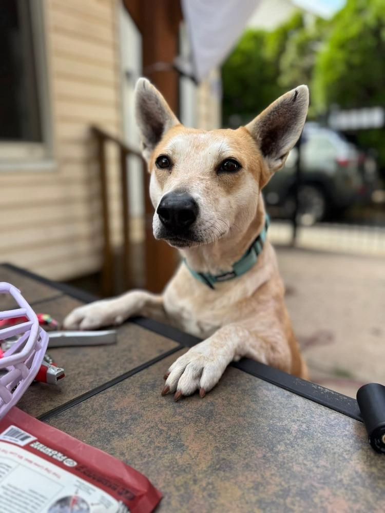 Vinnie Vinaigrette Fiona, a Adoptable mixed breed in Saugus, MA image 6/6
