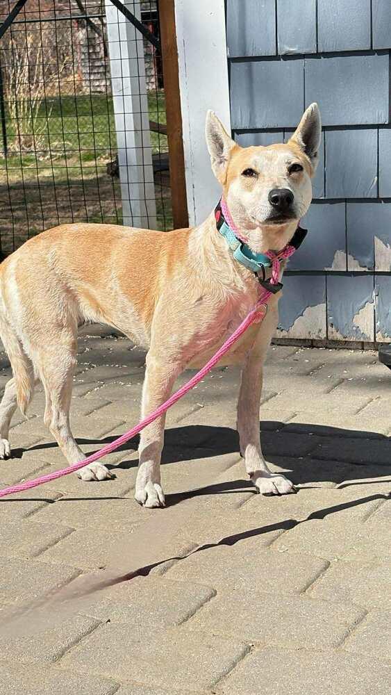 Vinaigrette Fiona, a Adoptable mixed breed in Saugus, MA image 4/4