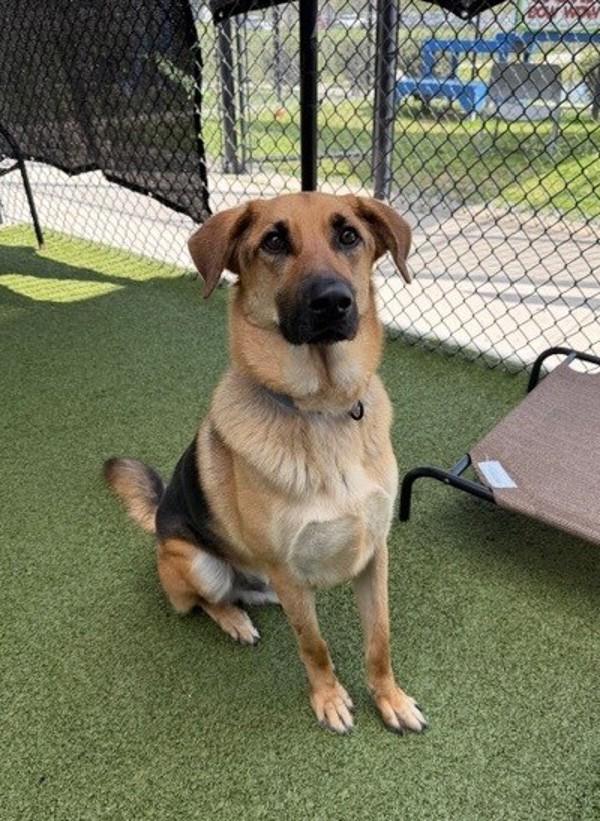 Milo, Adoptable, Adult Male German Shepherd Dog.