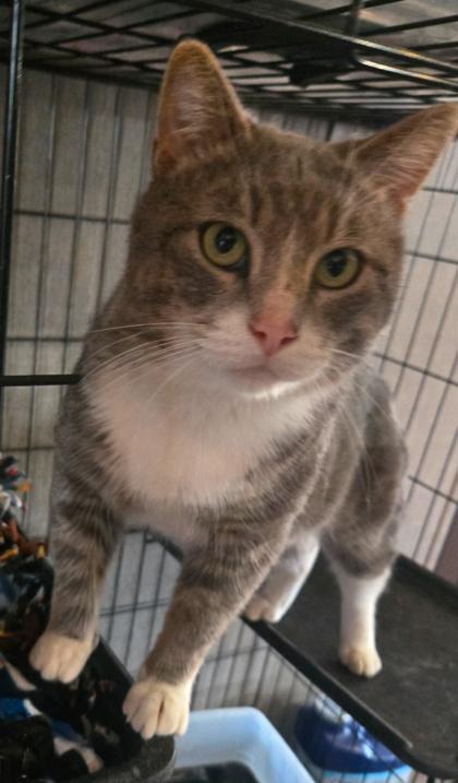 Gary , a ADOPTABLE mixed breed in Warr Acres, OK image 2/2