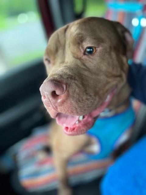 Preston - CTS2025, Young Male Hound