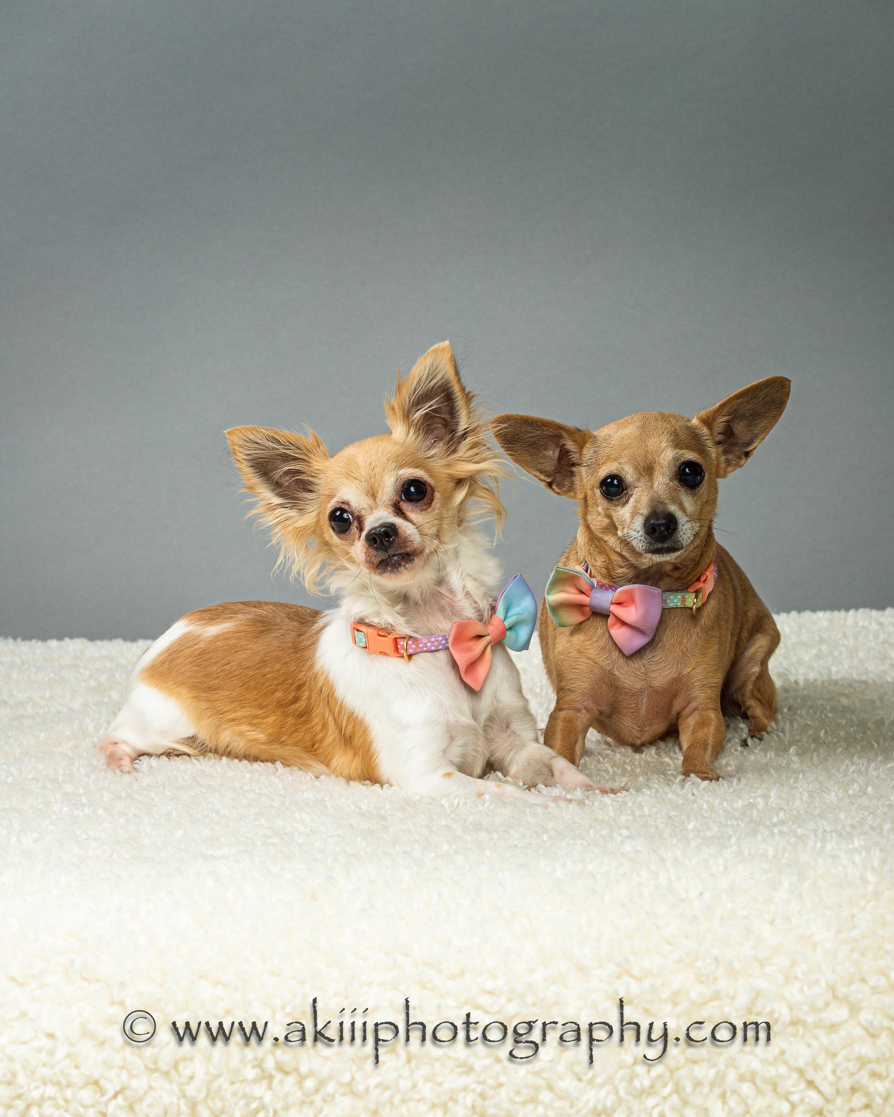 Enlarge Angel and Blondie - Bonded Sisters - Coming in June, a ADOPTABLE Chihuahua in Plano, TX image 1/5