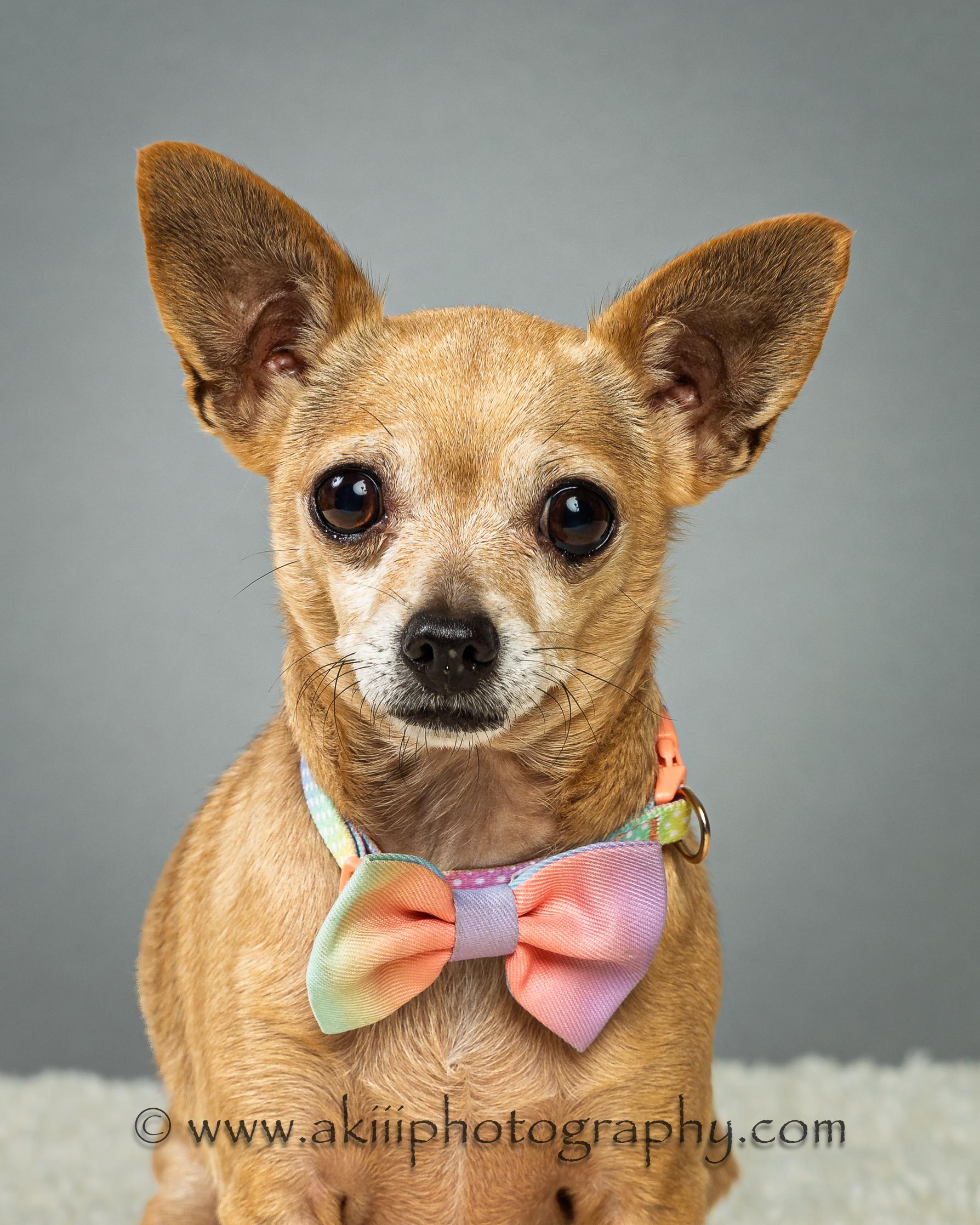 Enlarge Angel and Blondie - Bonded Sisters - Coming in June, a ADOPTABLE Chihuahua in Plano, TX image 5/5