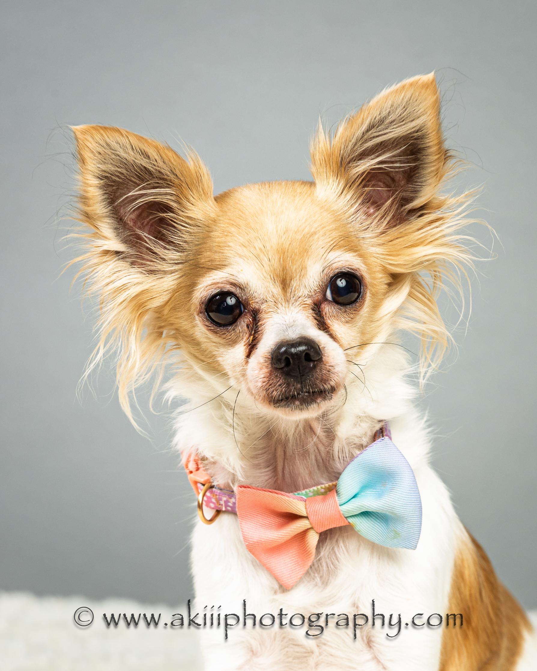 Enlarge Angel and Blondie - Bonded Sisters - Coming in June, a ADOPTABLE Chihuahua in Plano, TX image 3/5