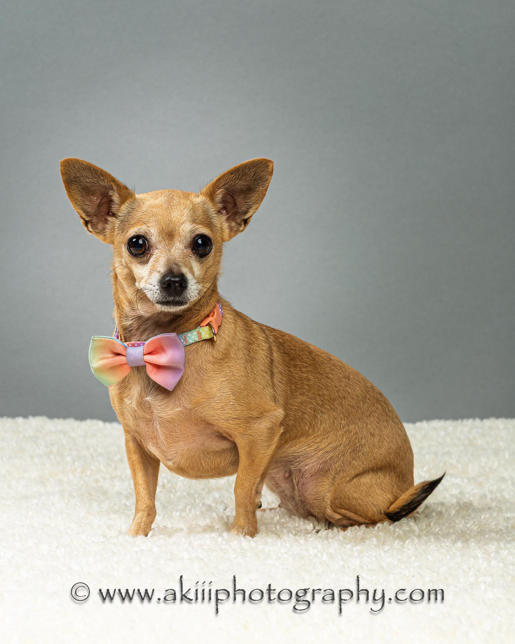 Enlarge Angel and Blondie - Bonded Sisters - Coming in June, a ADOPTABLE Chihuahua in Plano, TX image 4/5