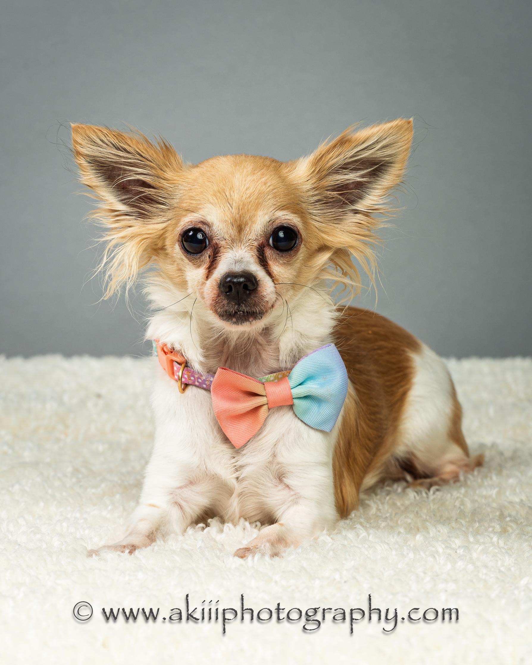 Enlarge Angel and Blondie - Bonded Sisters - Coming in June, a ADOPTABLE Chihuahua in Plano, TX image 2/5