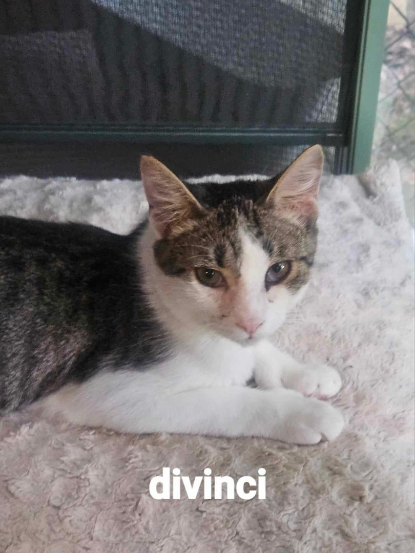 Divinci & Dimillo- BONDED PAIR, a Adoptable Domestic Short Hair in Woodstock, CT image 1/3