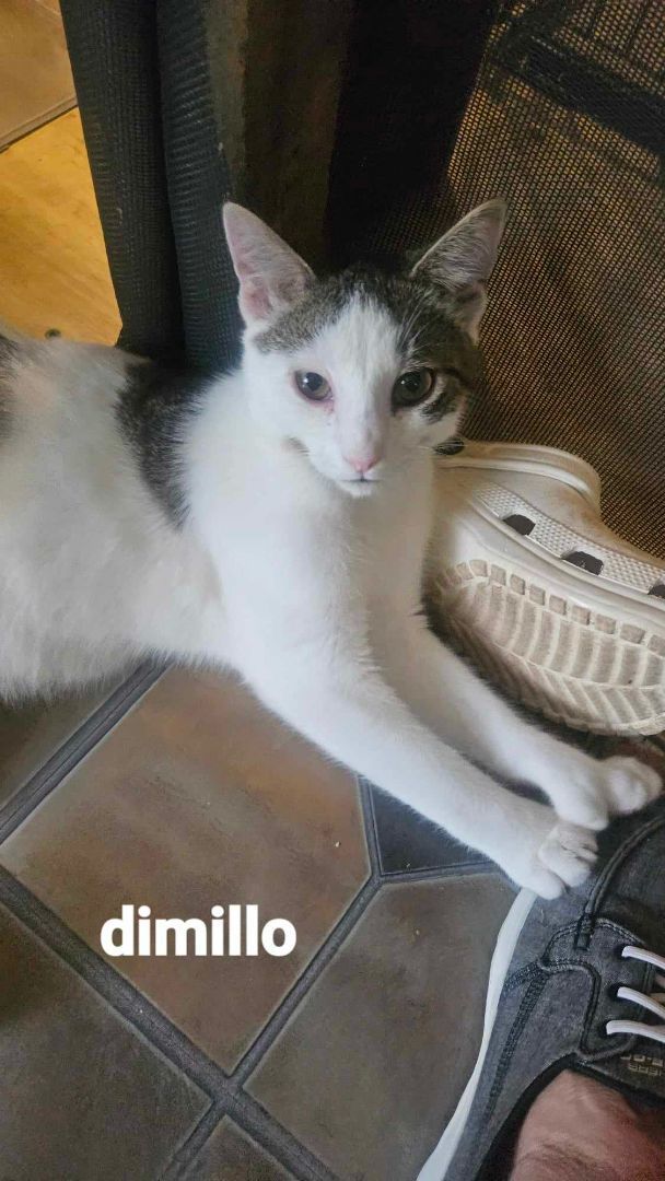 Divinci & Dimillo- BONDED PAIR, a Adoptable Domestic Short Hair in Woodstock, CT image 2/3