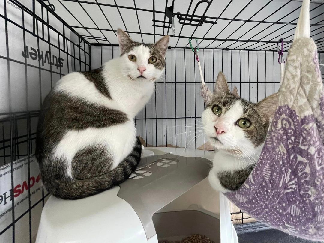 Divinci & Dimillo- BONDED PAIR, a Adoptable Domestic Short Hair in Woodstock, CT image 3/3