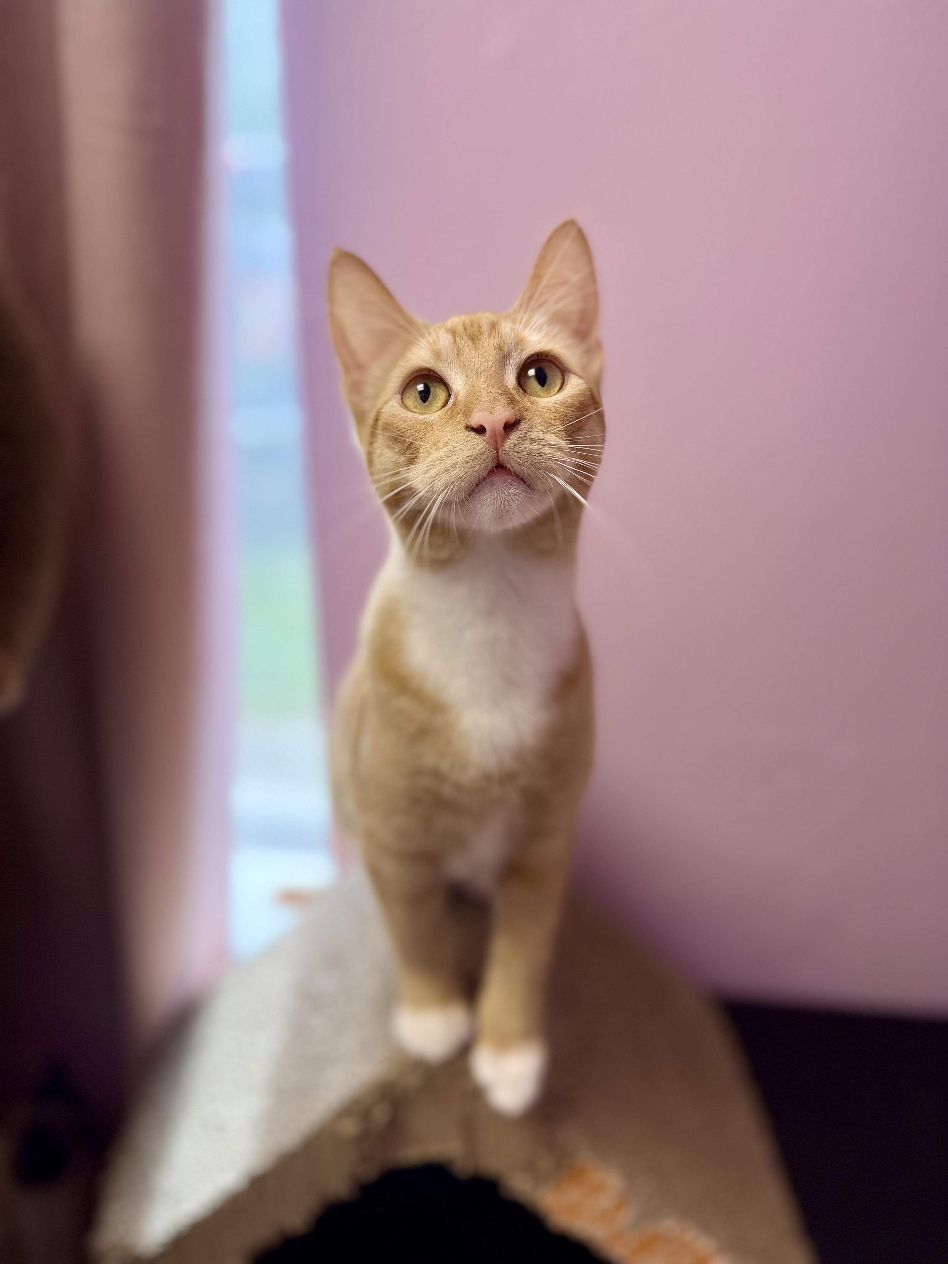 Enlarge Langdon, a Adoptable Domestic Short Hair in Covington, LA image 6/6