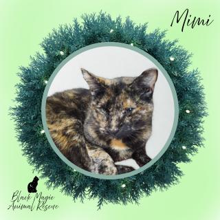 Mimi, Adoptable, Adult Female Domestic Short Hair.