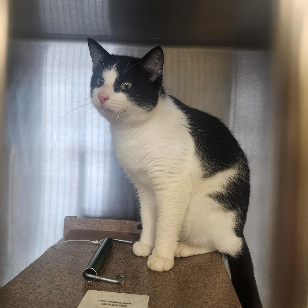 Enlarge James, a Adoptable Domestic Short Hair in Evensville, TN image 1/3