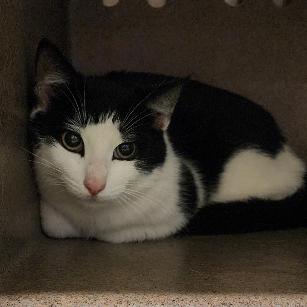 Enlarge James, a Adoptable Domestic Short Hair in Evensville, TN image 3/3