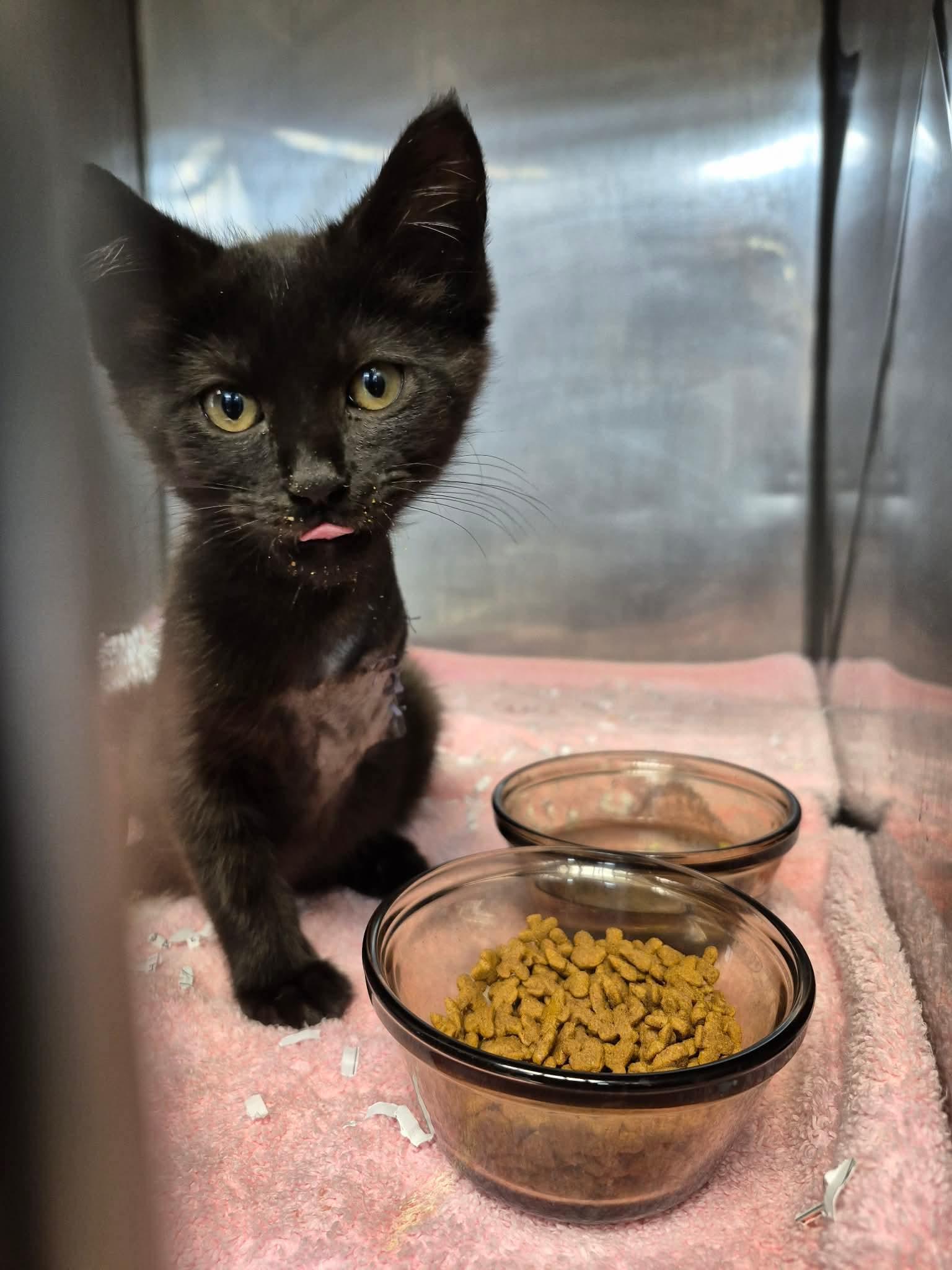 Enlarge Minnie, a ADOPTABLE Domestic Short Hair in Fort Madison, IA image 2/3