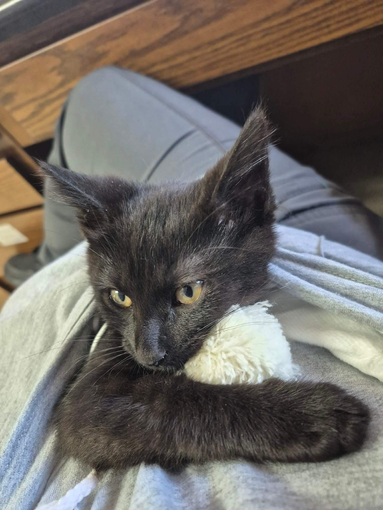 Enlarge Minnie, a ADOPTABLE Domestic Short Hair in Fort Madison, IA image 3/3