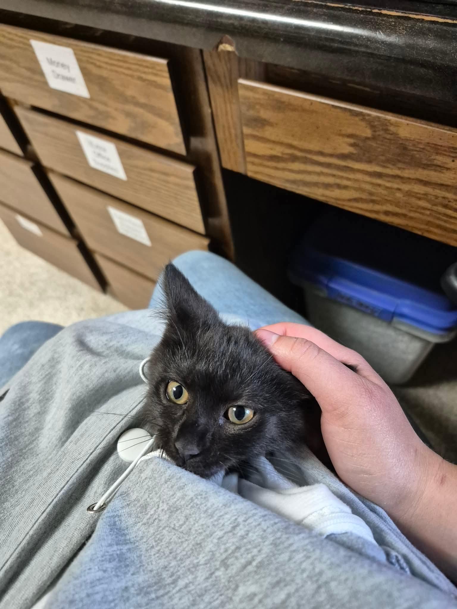 Enlarge Minnie, a ADOPTABLE Domestic Short Hair in Fort Madison, IA image 1/3