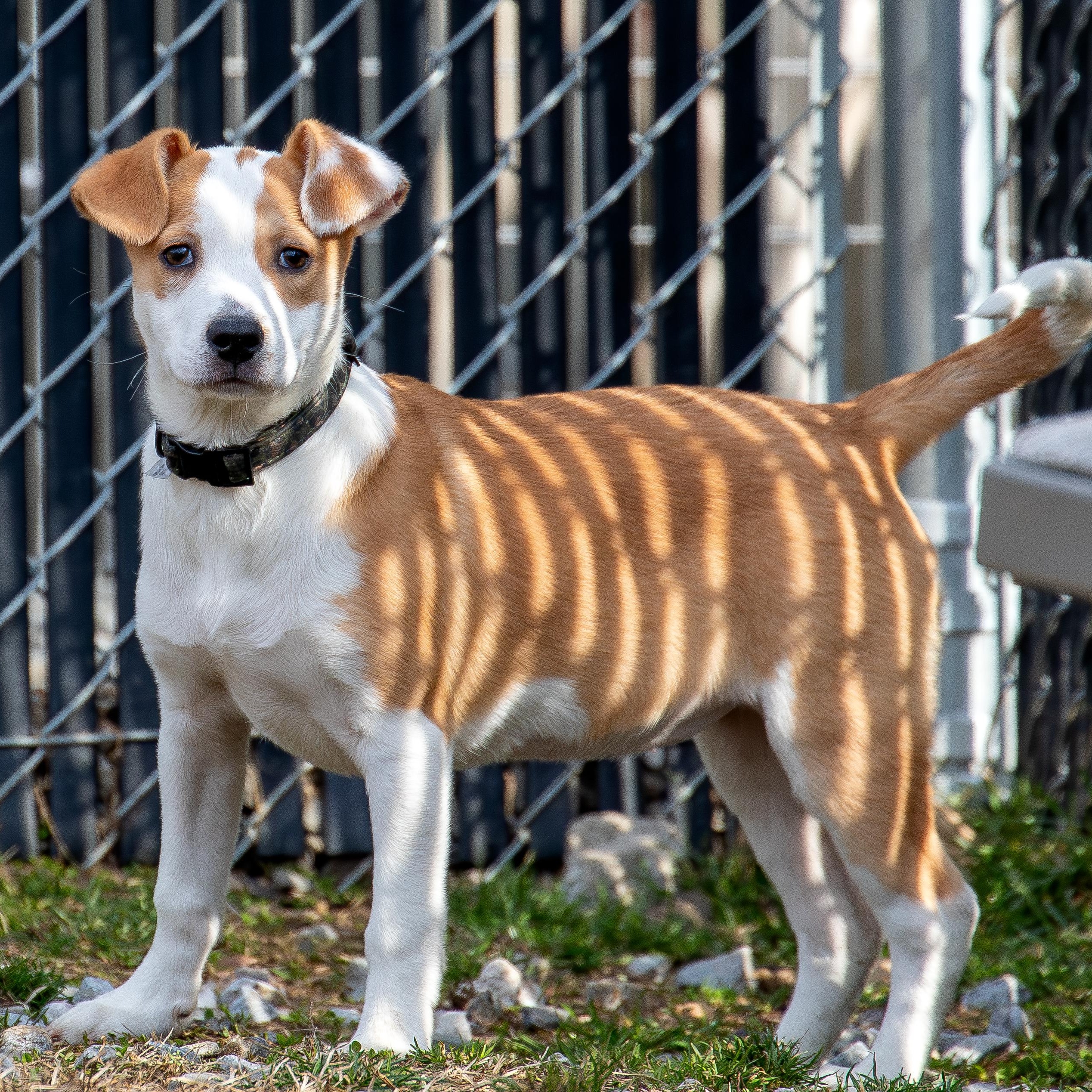 Enlarge Marigold, a ADOPTABLE mixed breed in Danbury, CT image 1/3