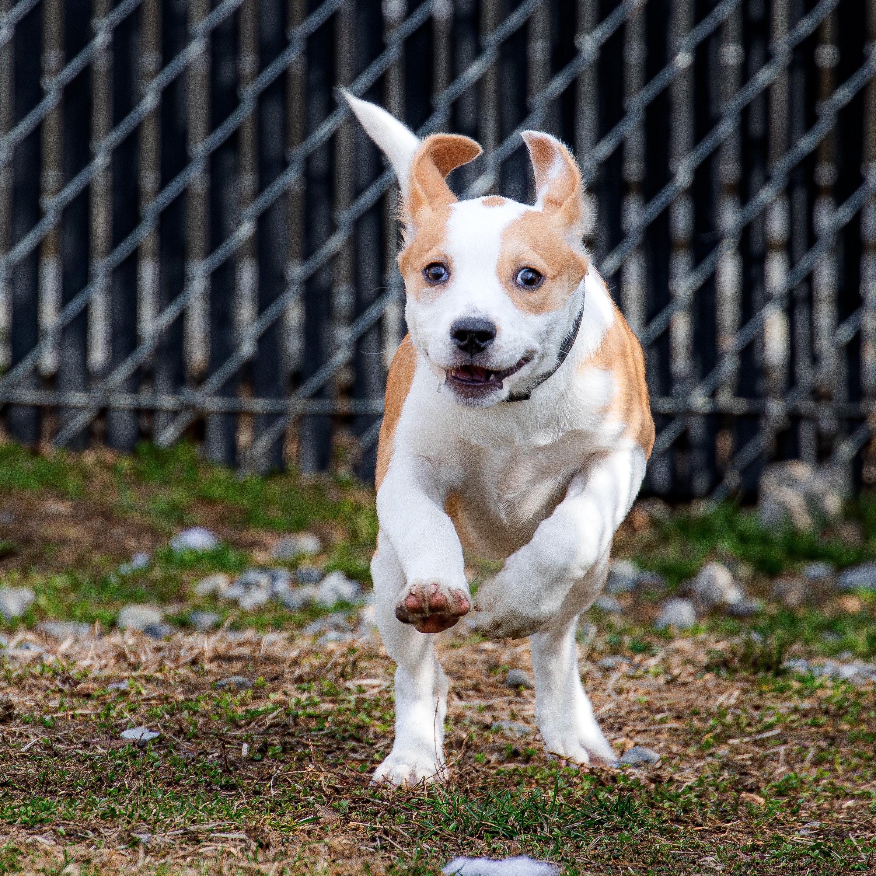 Enlarge Marigold, a ADOPTABLE mixed breed in Danbury, CT image 2/3