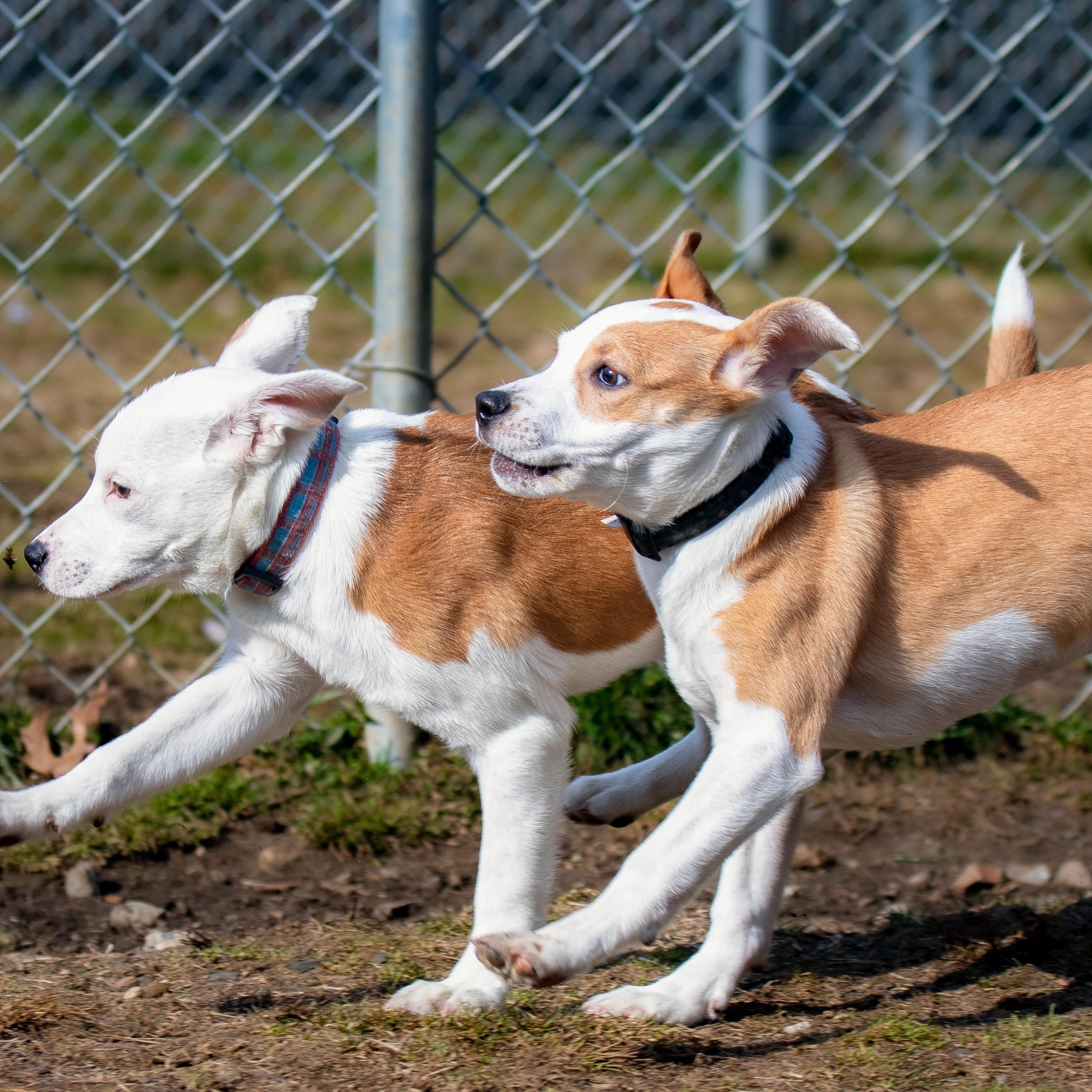 Enlarge Marigold, a ADOPTABLE mixed breed in Danbury, CT image 3/3