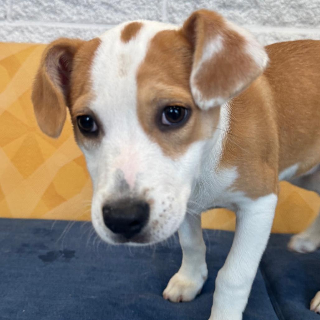 Marigold, ADOPTABLE, Puppy Female Australian Shepherd.