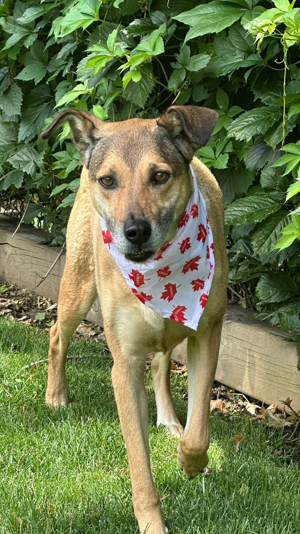 Mindy, Senior Female unknown