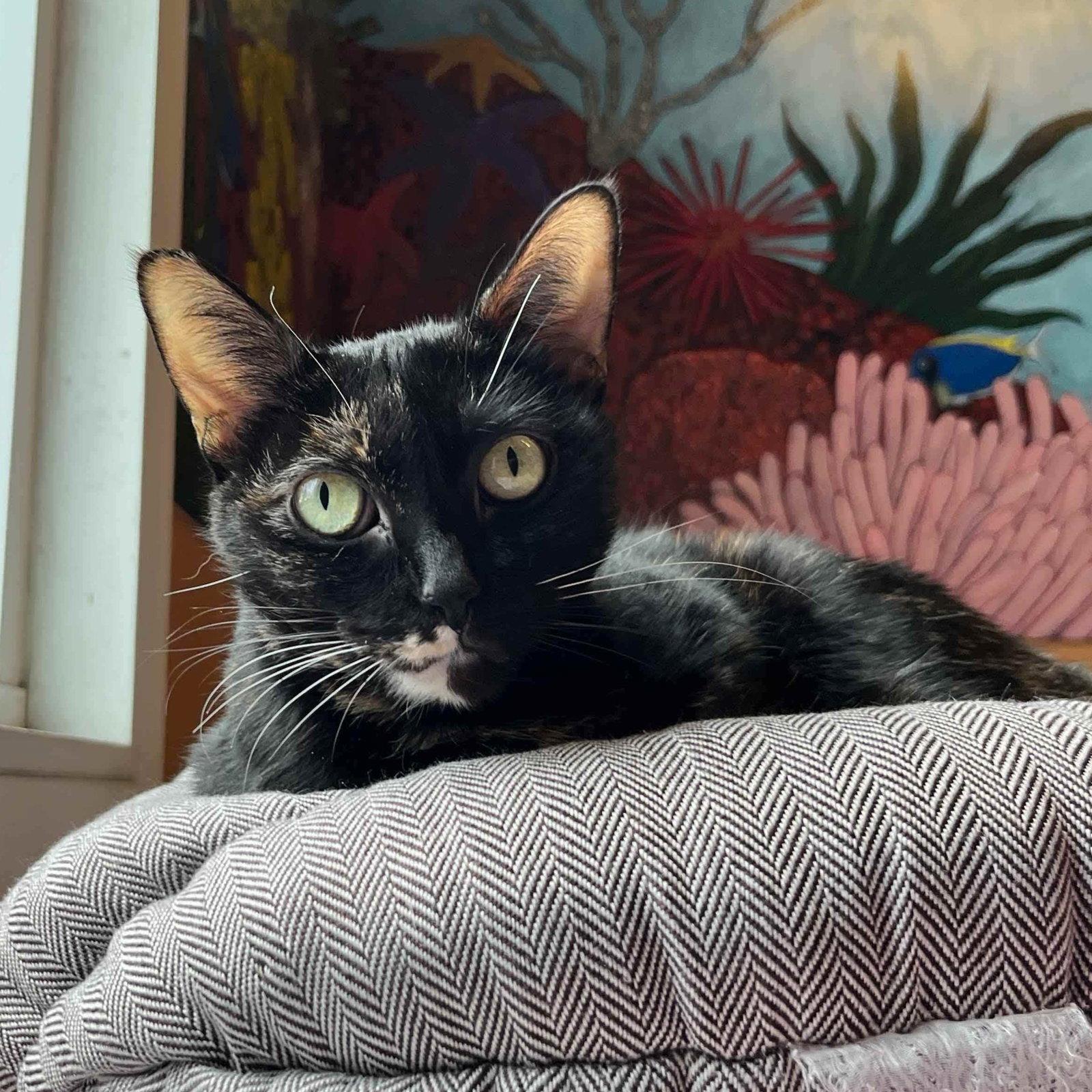 Enlarge Chiquis, a Adopted Domestic Short Hair in Oakland, CA image 1/3