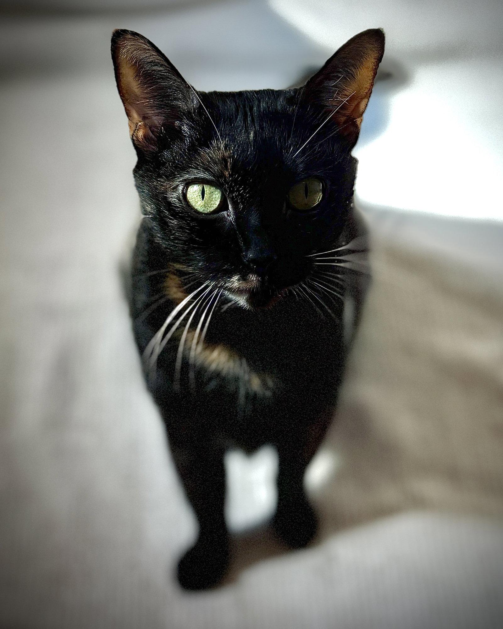 Enlarge Chiquis, a Adopted Domestic Short Hair in Oakland, CA image 2/3