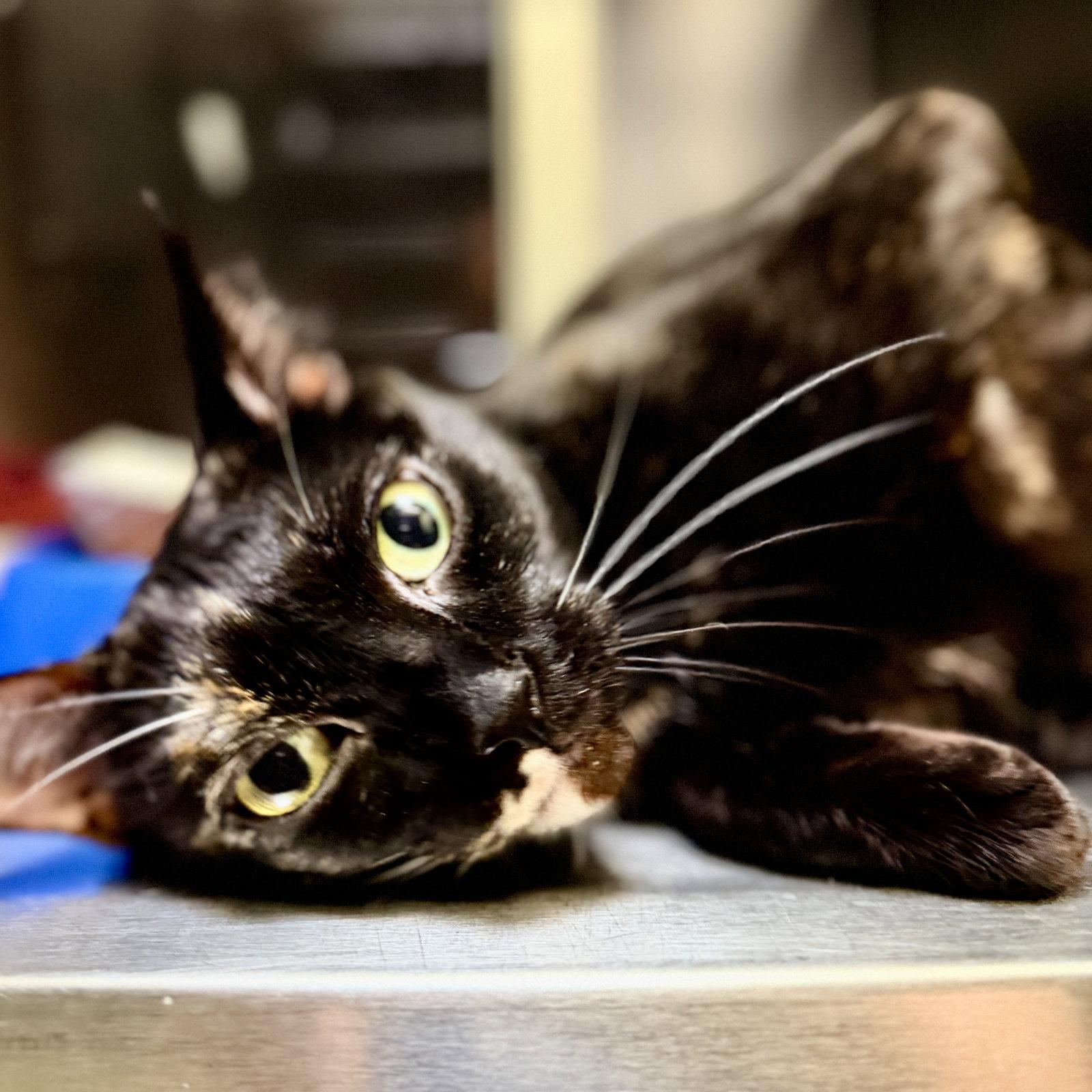 Enlarge Chiquis, a Adopted Domestic Short Hair in Oakland, CA image 3/3