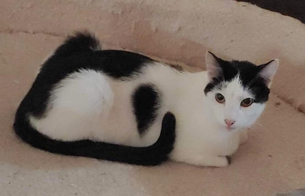 Biscuit, Adoptable, Adult Male American Shorthair.