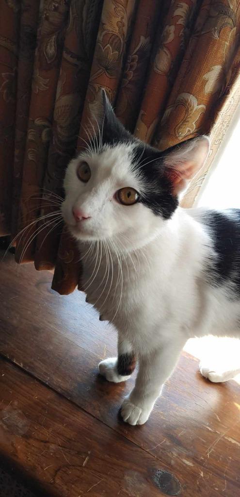 Biscuit, Adoptable, Adult Male American Shorthair.