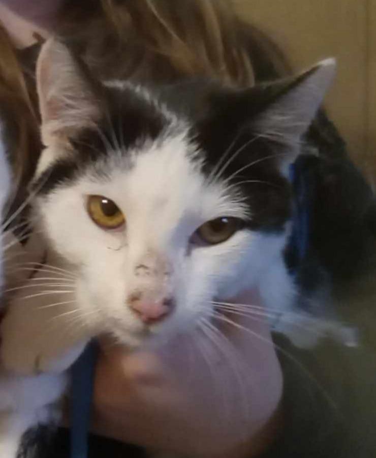 Enlarge Biscuit, a Adoptable American Shorthair in Hagaman, NY image 2/6