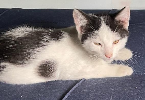 Enlarge Biscuit, a Adoptable American Shorthair in Hagaman, NY image 3/6