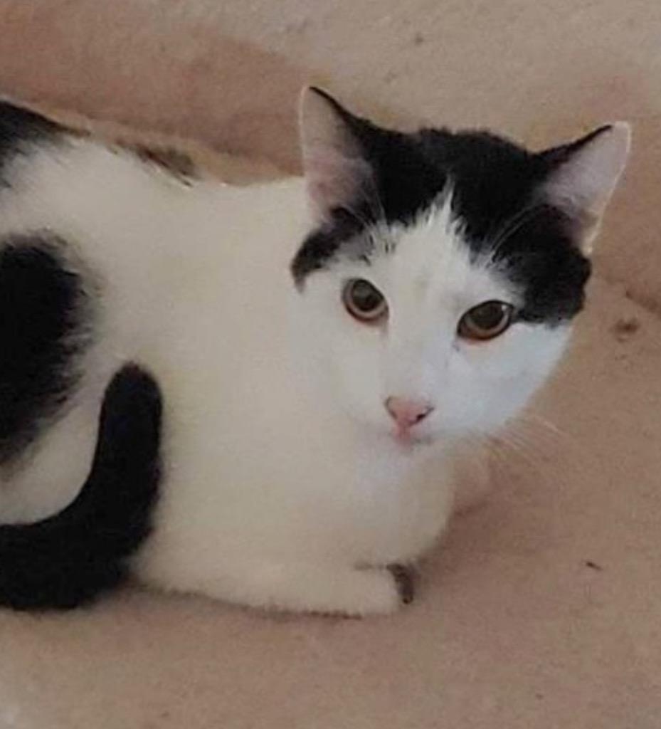 Enlarge Biscuit, a Adoptable American Shorthair in Hagaman, NY image 3/6