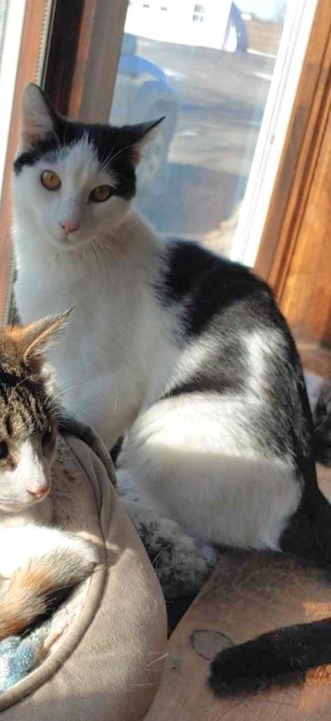 Enlarge Biscuit, a Adoptable American Shorthair in Hagaman, NY image 6/6