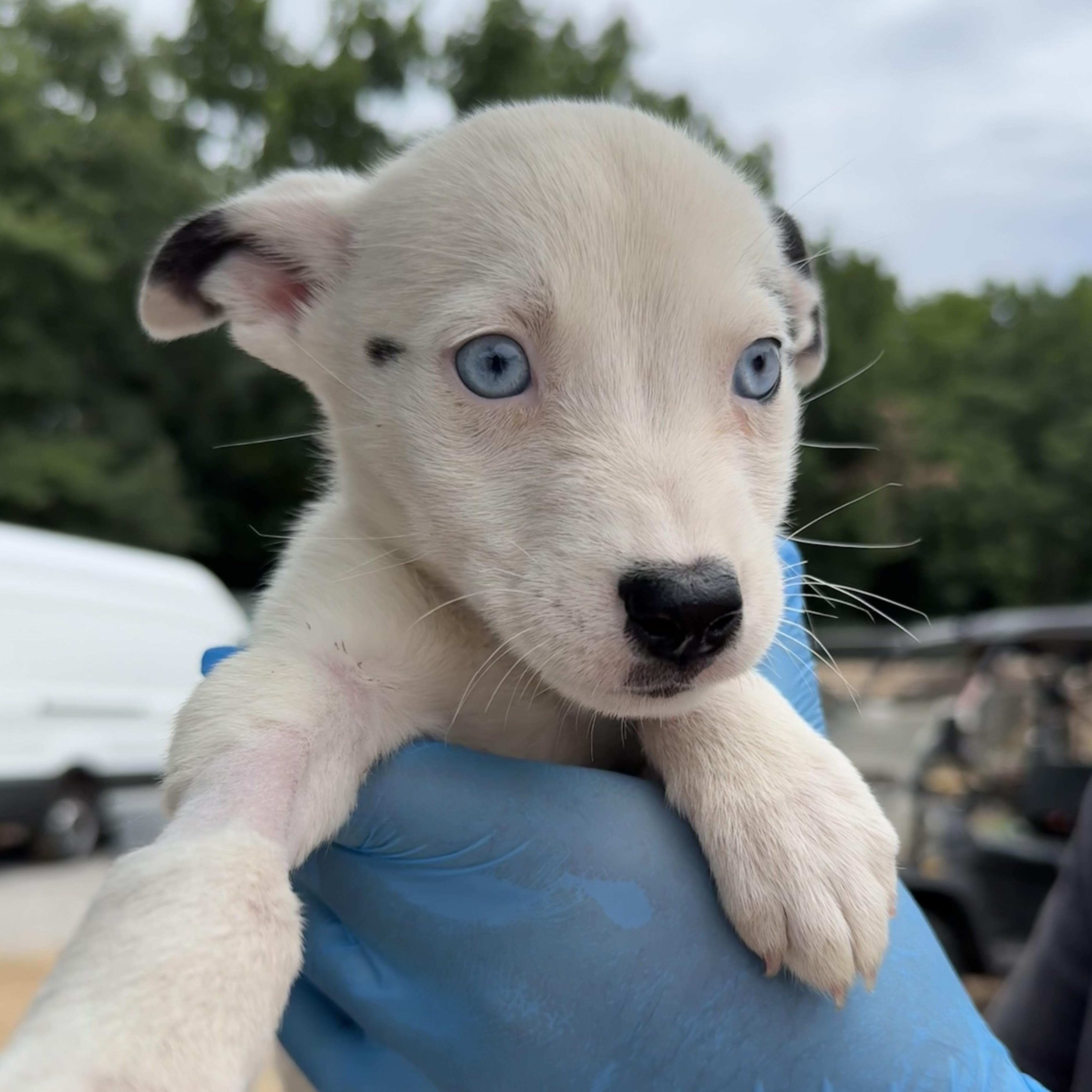 Enlarge Tiktok, a Adoptable mixed breed in Columbia, SC image 1/4