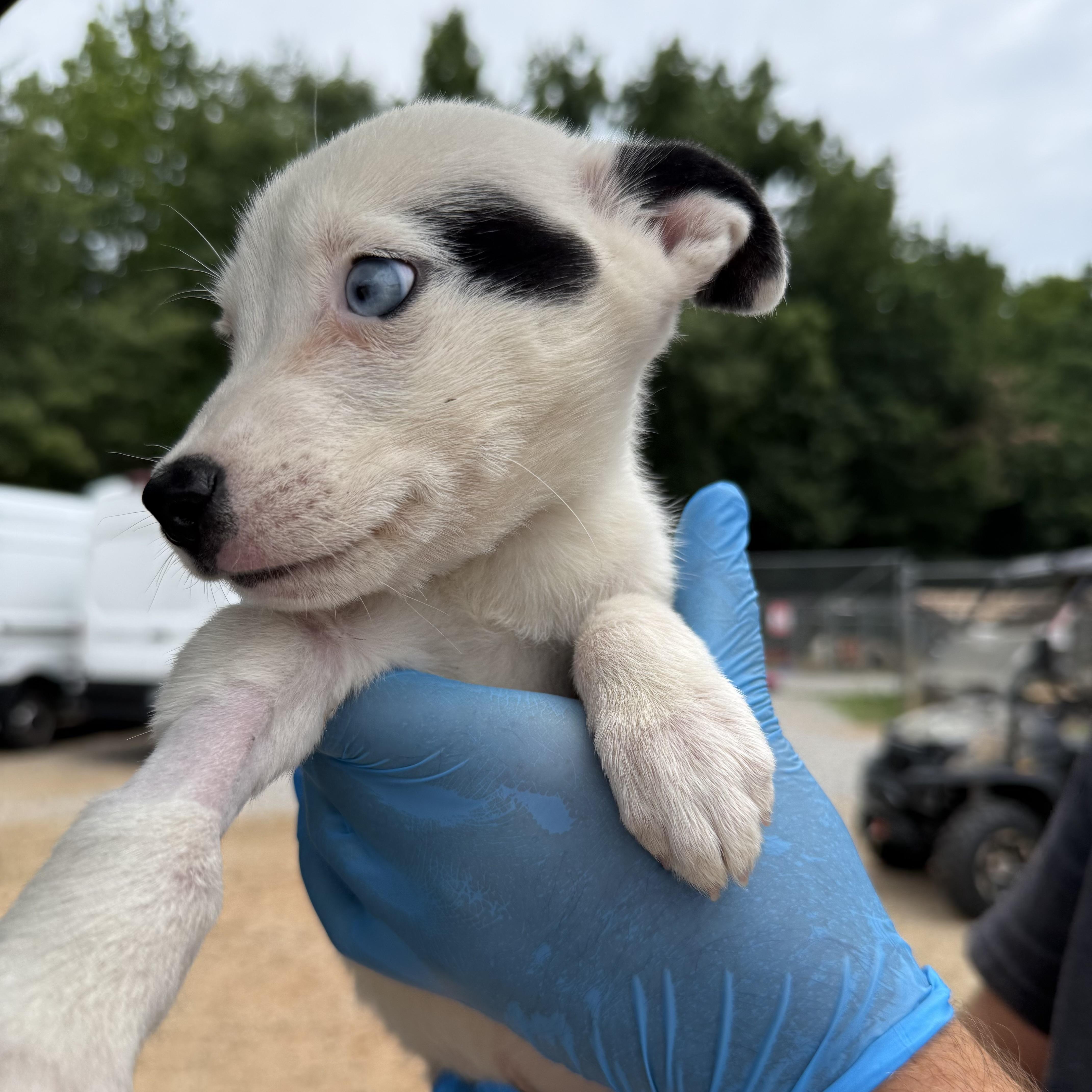 Enlarge Tiktok, a Adoptable mixed breed in Columbia, SC image 2/4