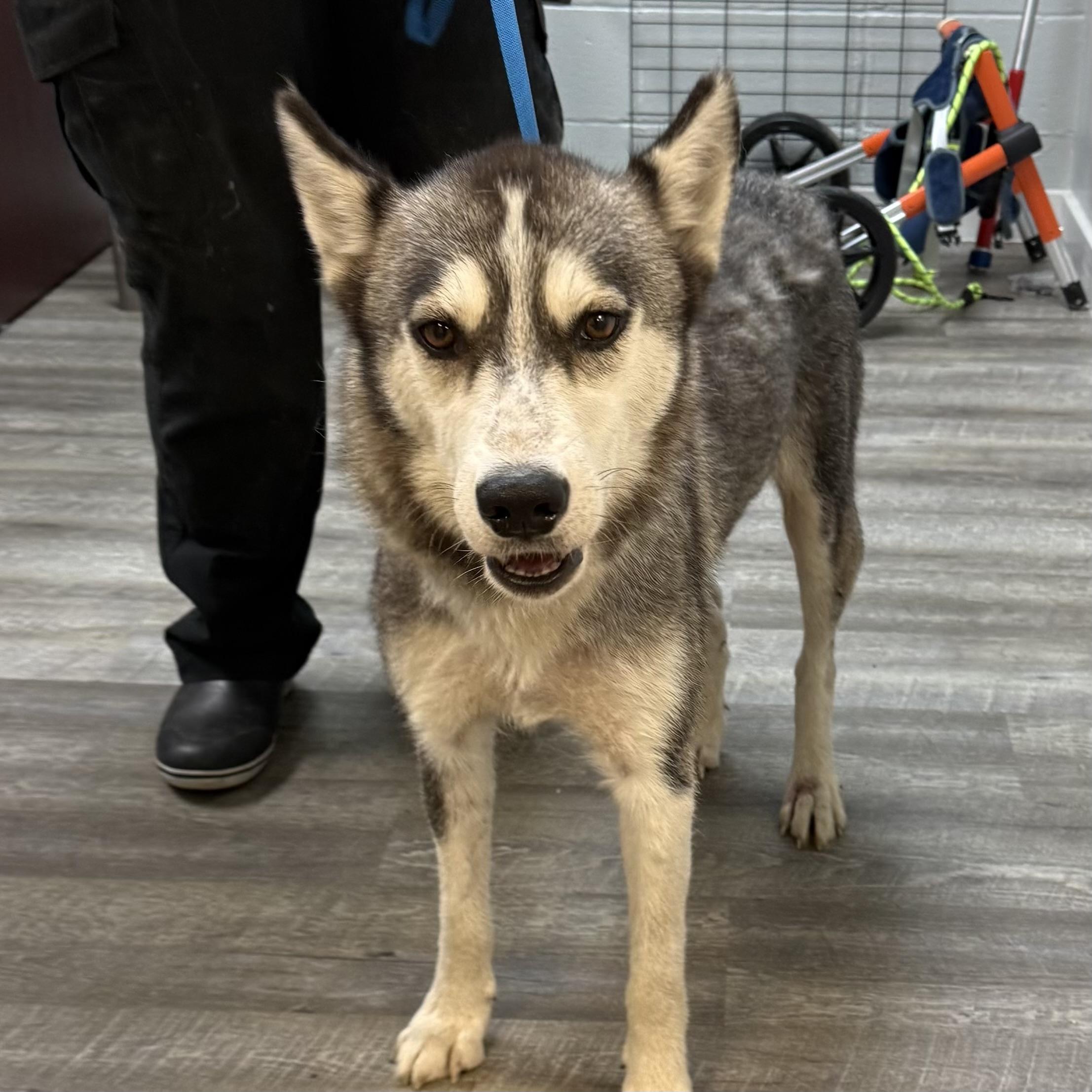Enlarge Tiktok, a Adoptable mixed breed in Columbia, SC image 4/4