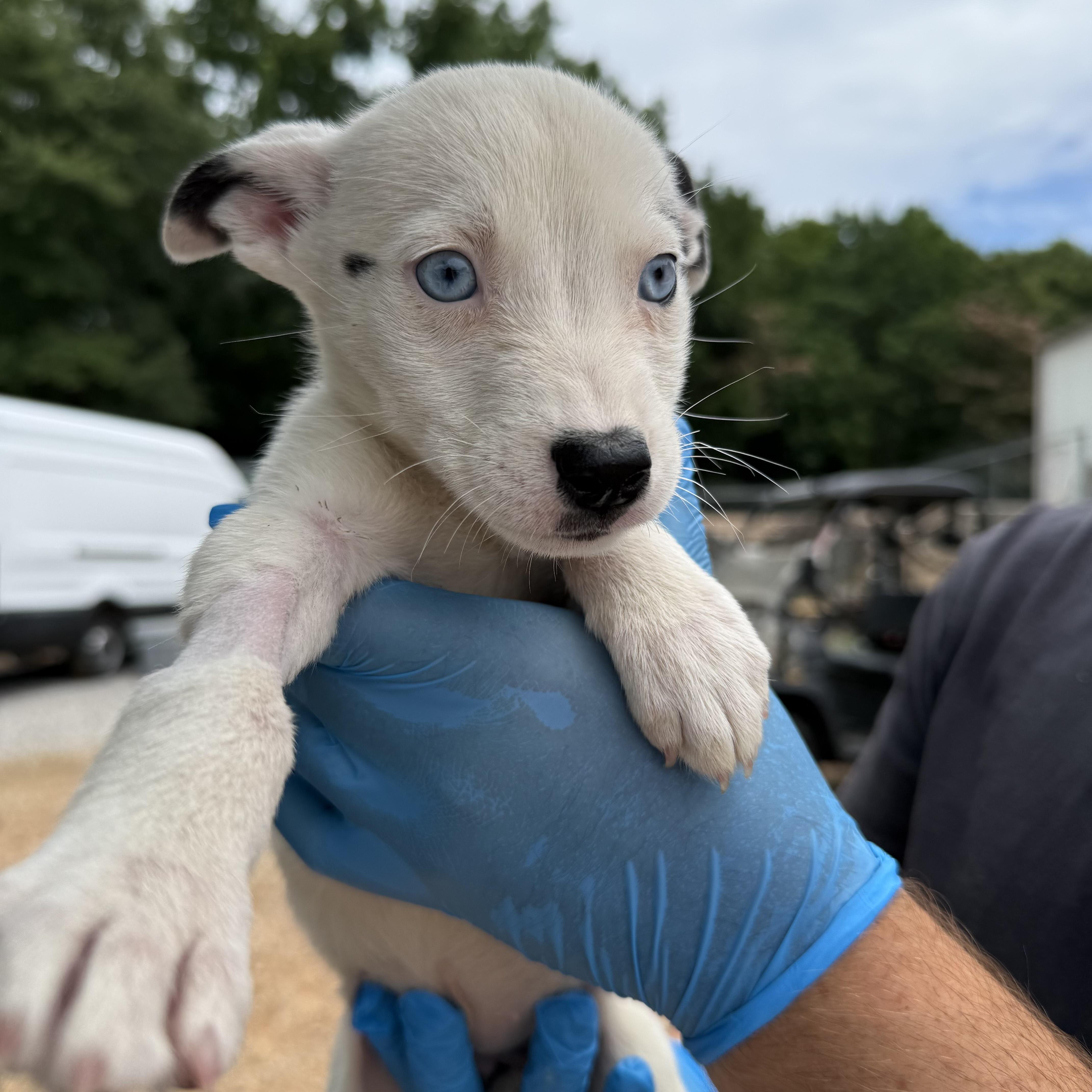 Enlarge Tiktok, a Adoptable mixed breed in Columbia, SC image 3/4