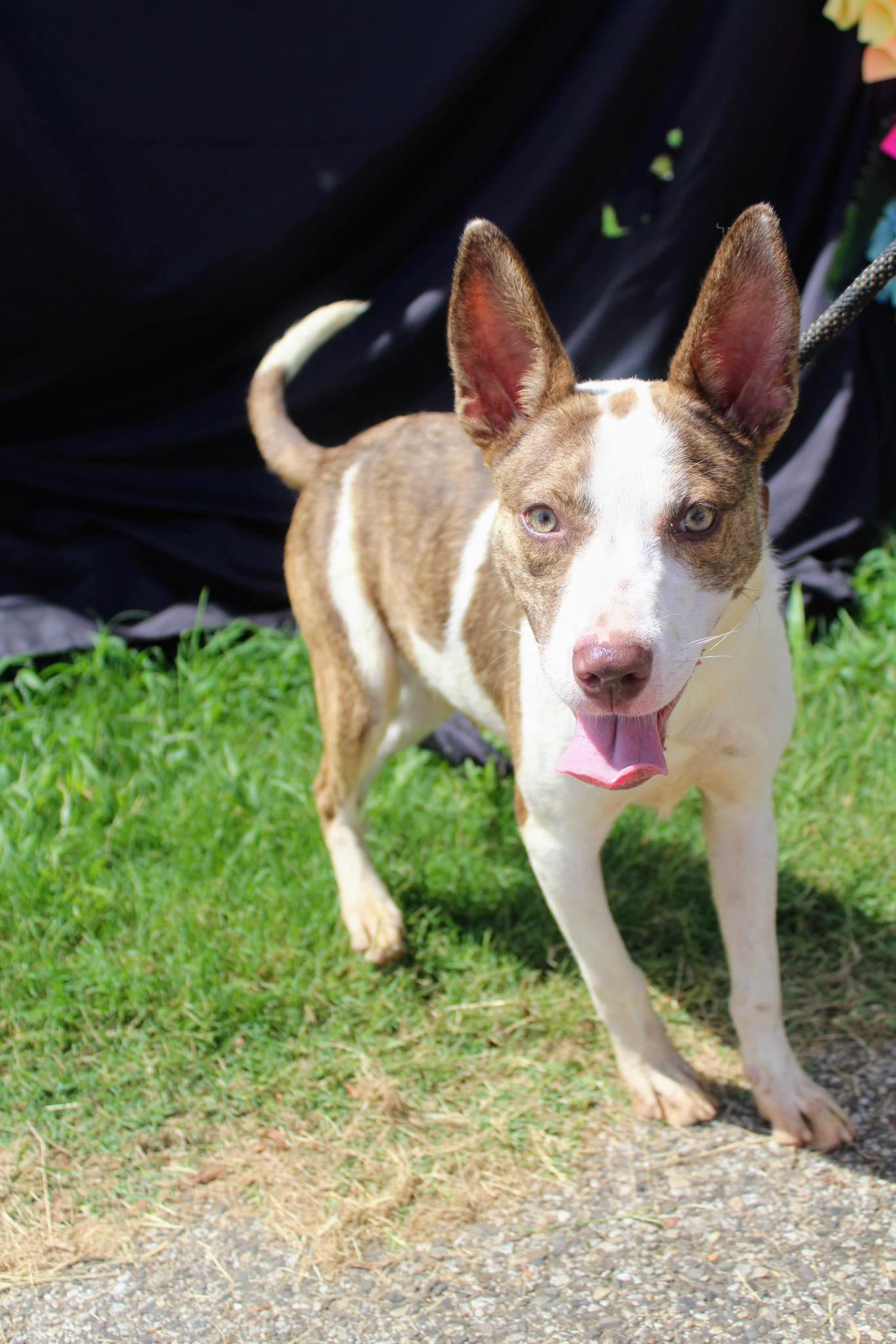 Enlarge Scout, a Adoptable mixed breed in Jacksonville, TX image 1/1