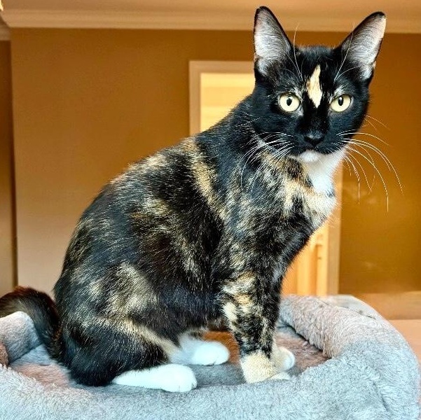 Sugar Pereira — thumbnail 5